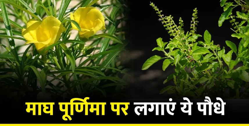 माघ पूर्णिमा 2025: घर में लगाएं ये पौधे, मिलेगा धन और सुख