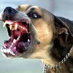 मां ने बेटे को कुत्ते के हमले से बचाने के लिए खुद को बनाया ढाल: एक मां की बहादुरी की अद्भुत कहानी