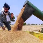 "गेहूं खरीद 2025 के तहत मंडी में खरीद प्रक्रिया"