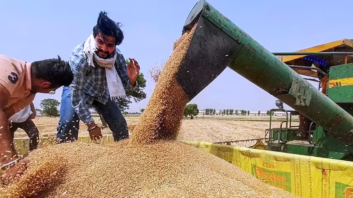 "गेहूं खरीद 2025 के तहत मंडी में खरीद प्रक्रिया"