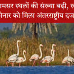 खीचन वेटलैंड में डेमोज़ेल क्रेन पक्षी