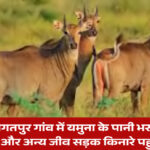 दिल्ली के जगतपुर गांव में यमुना के पानी भराव से नीलगाय सड़क किनारे खड़ी हैं