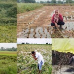 यूपी में बारिश से फसलों का नुकसान, किसानों की टूटी उम्मीदें