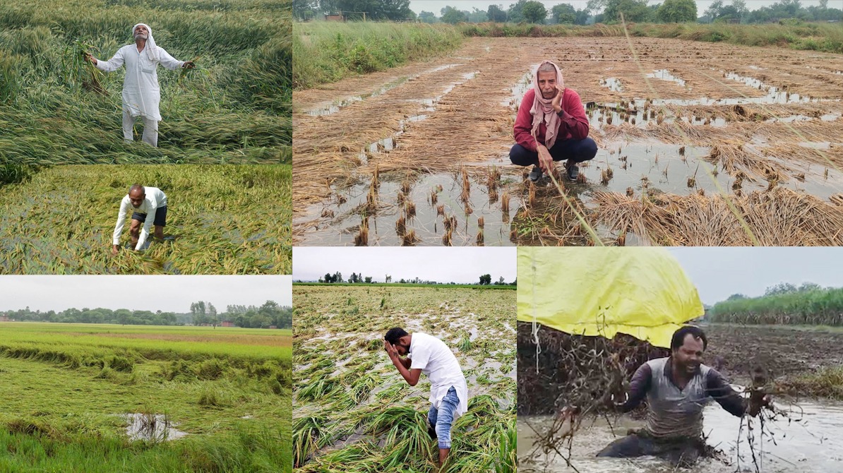 यूपी में बारिश से फसलों का नुकसान, किसानों की टूटी उम्मीदें