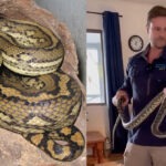 Australian Woman Chest Python Shock | Midnight Snake Incident