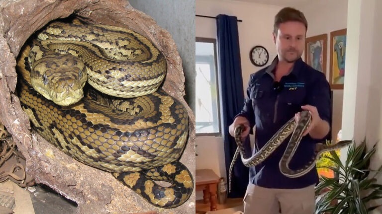 Carpet Python की दहशत | आधी रात महिला के सीने पर कुंडली, परिवार रह गया सन्न