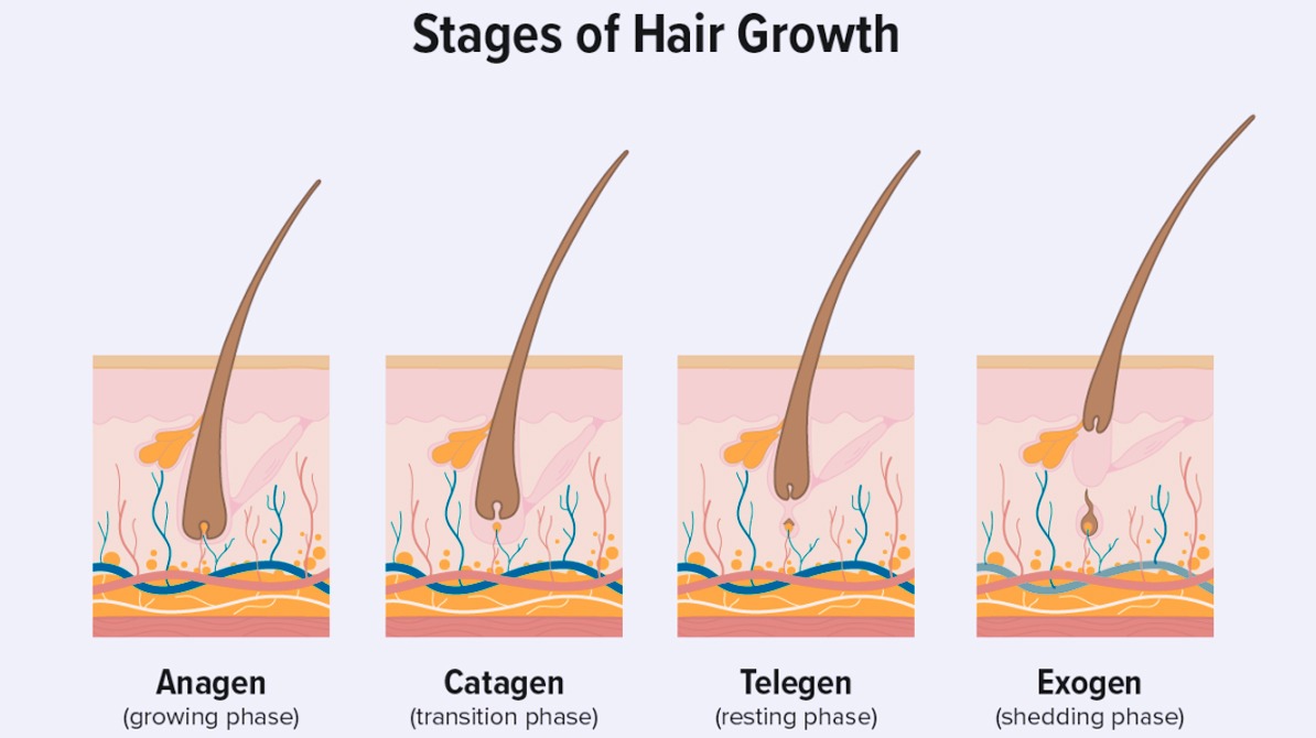 Normal Hair Fall | रोजाना कितने बाल झड़ना है सामान्य?