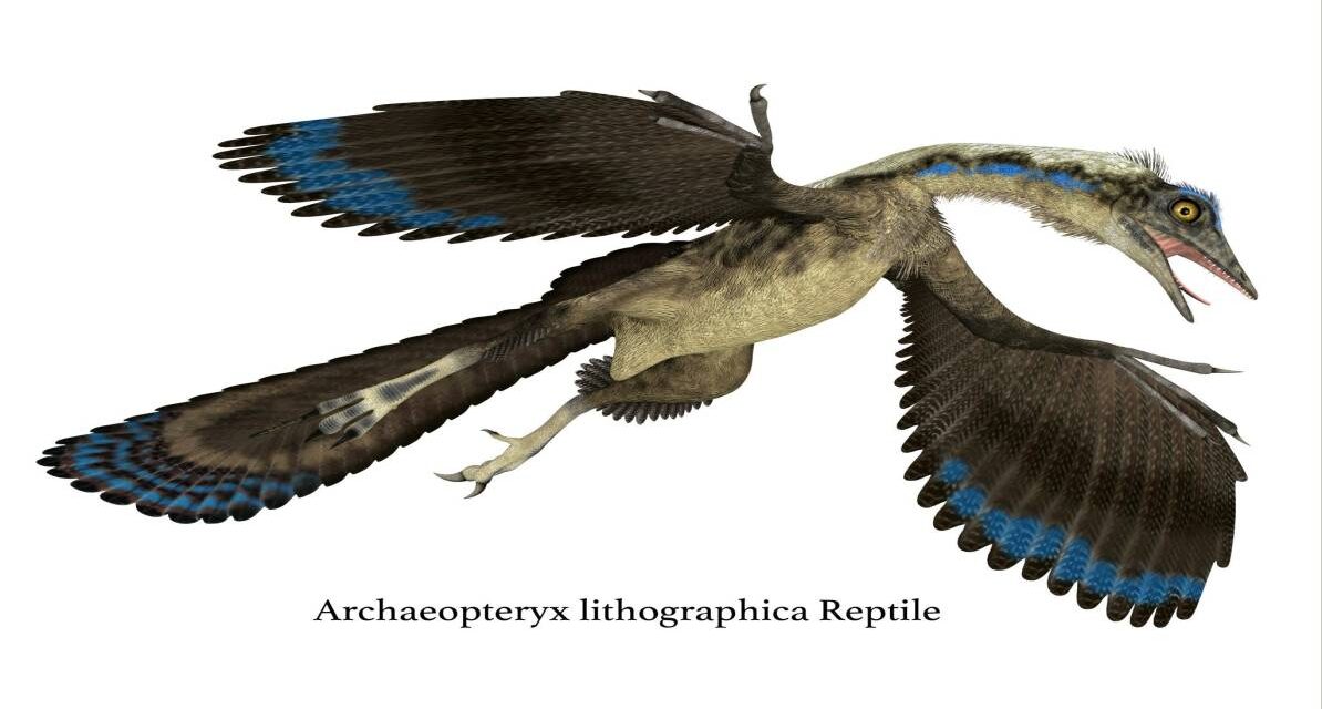 यह चित्र आर्कियोप्टेरिक्स के जीवाश्म और वैज्ञानिक पुनर्निर्माण को दर्शाता है, जिससे उसकी उड़ान और मुख संरचना को समझा जा सकता है।