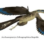 यह चित्र आर्कियोप्टेरिक्स के जीवाश्म और वैज्ञानिक पुनर्निर्माण को दर्शाता है, जिससे उसकी उड़ान और मुख संरचना को समझा जा सकता है।