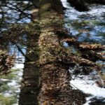 Monarch butterflies during mass migration in Mexico