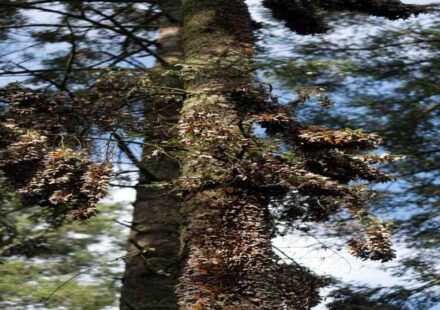 Monarch butterflies during mass migration in Mexico