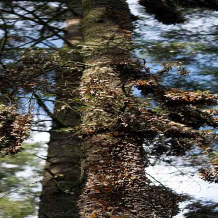 Monarch butterflies during mass migration in Mexico