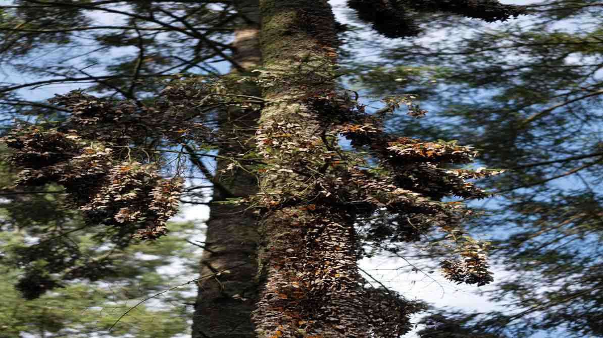 जलवायु परिवर्तन से संकट में Monarch Butterfly Migration