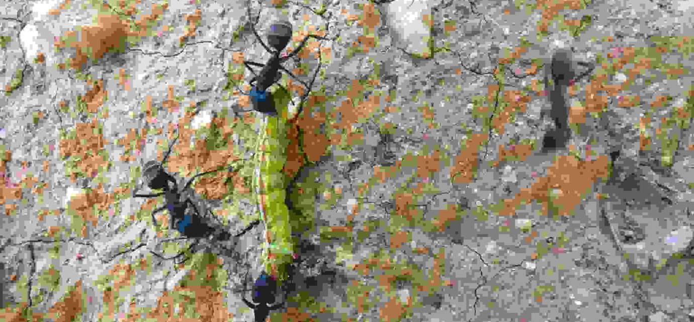 चींटियों के बीच बैठा कैटरपिलर, जो कंपन के जरिए चींटी संचार की नकल कर रहा है