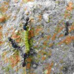 चींटियों के बीच बैठा कैटरपिलर, जो कंपन के जरिए चींटी संचार की नकल कर रहा है