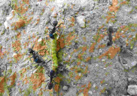 चींटियों के बीच बैठा कैटरपिलर, जो कंपन के जरिए चींटी संचार की नकल कर रहा है