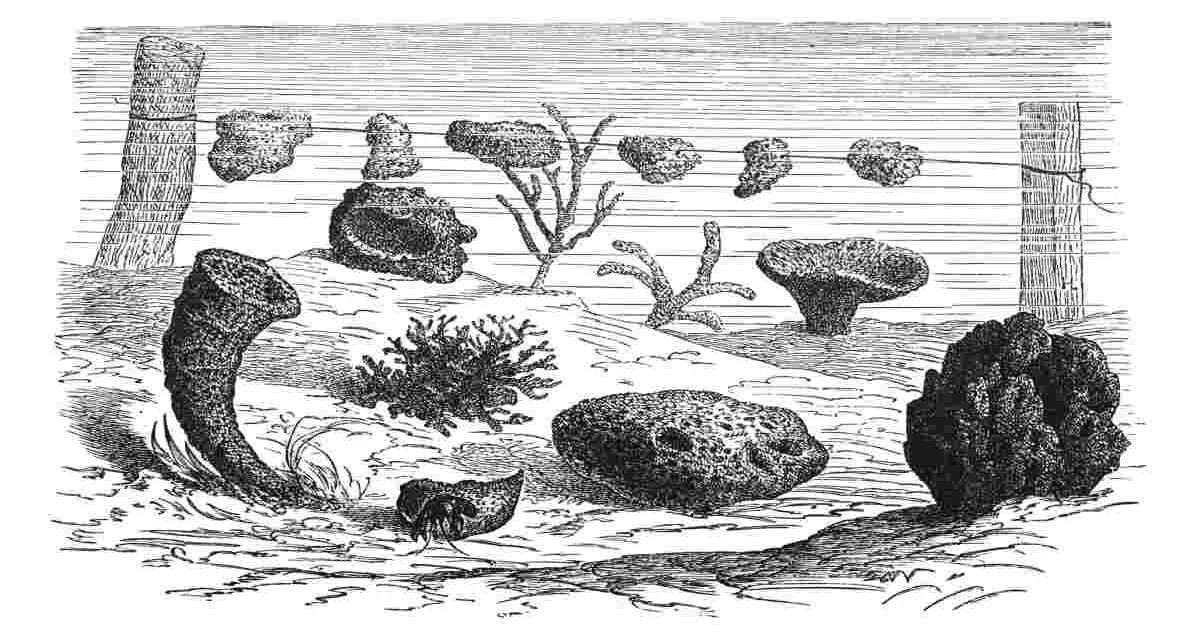 प्राचीन समुद्री स्पंज का डिजिटल पुनर्निर्माण, जिसमें शुरुआती समुद्री जीवन और प्रीकैम्ब्रियन चट्टानों का दृश्य दिखाया गया है।