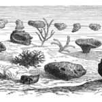 प्राचीन समुद्री स्पंज का डिजिटल पुनर्निर्माण, जिसमें शुरुआती समुद्री जीवन और प्रीकैम्ब्रियन चट्टानों का दृश्य दिखाया गया है।