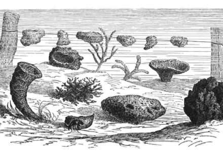 प्राचीन समुद्री स्पंज का डिजिटल पुनर्निर्माण, जिसमें शुरुआती समुद्री जीवन और प्रीकैम्ब्रियन चट्टानों का दृश्य दिखाया गया है।