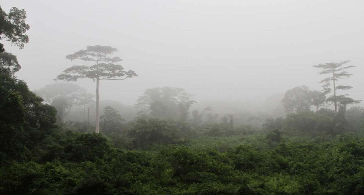 रोप गिलहरी मंकीपॉक्स वायरस | अफ्रीकी जंगल में पहली जंगली स्पिलओवर की पुष्टि रोप गिलहरी और सूटी मैंगबे बंदर Taï National Park में