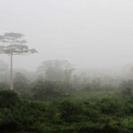 रोप गिलहरी और सूटी मैंगबे बंदर Taï National Park में