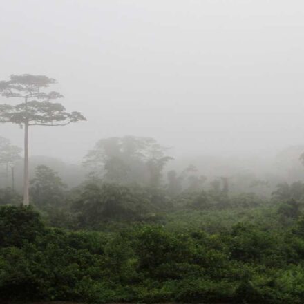 रोप गिलहरी और सूटी मैंगबे बंदर Taï National Park में
