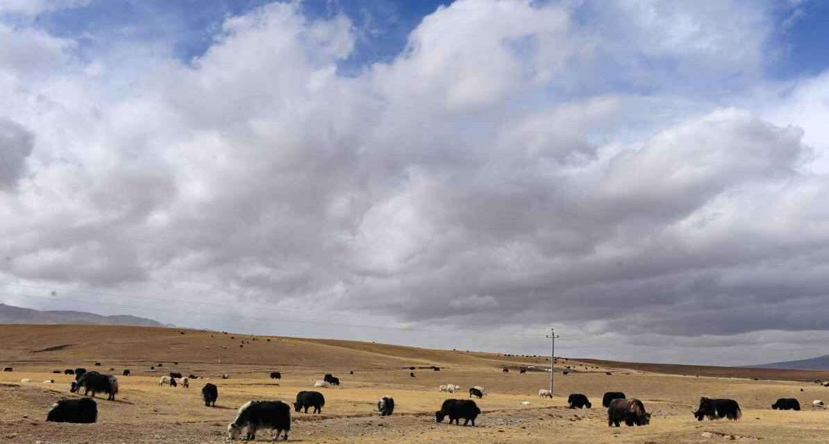 तिब्बती पठार पर खड़ा याक, जिस पर आधारित याक ब्रेन रिपेयर रिसर्च में दिमागी बीमारियों के इलाज की संभावना सामने आई।