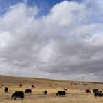 तिब्बती पठार पर खड़ा याक, जिस पर आधारित याक ब्रेन रिपेयर रिसर्च में दिमागी बीमारियों के इलाज की संभावना सामने आई।