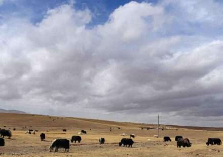 तिब्बती पठार पर खड़ा याक, जिस पर आधारित याक ब्रेन रिपेयर रिसर्च में दिमागी बीमारियों के इलाज की संभावना सामने आई।