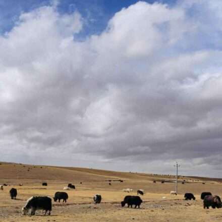 तिब्बती पठार पर खड़ा याक, जिस पर आधारित याक ब्रेन रिपेयर रिसर्च में दिमागी बीमारियों के इलाज की संभावना सामने आई।