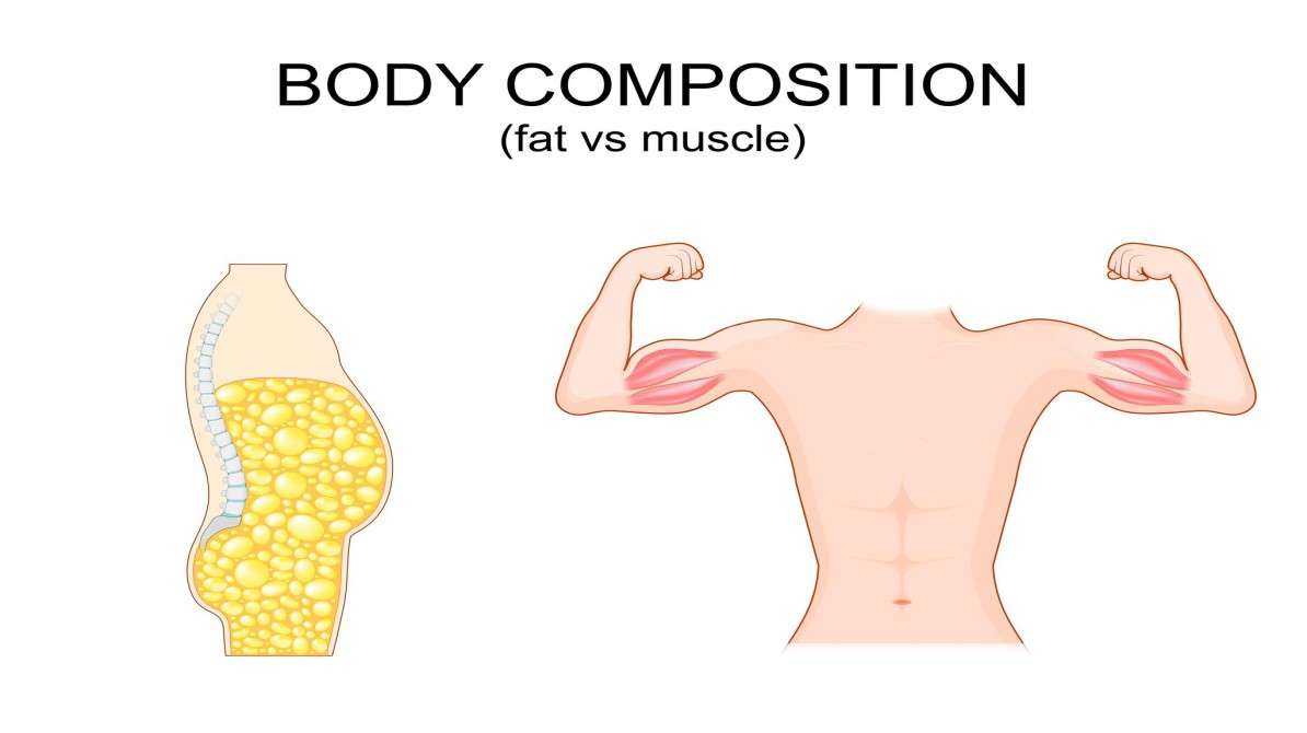 मसल-फैट रेशियो | फिट बॉडी के साथ एक्टिव ब्रेन के लिए जरूरी संतुलन