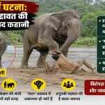 जंगल क्षेत्र में नदी किनारे खड़े हाथी और उनके साथ महावत, जो वन्यजीव प्रबंधन को दर्शाता है।