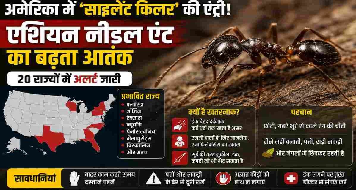 पत्तों और सड़ी लकड़ी में छिपी एशियन नीडल एंट, जो इंसानों के लिए खतरनाक हो सकती है