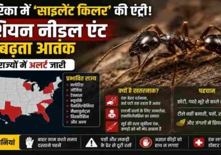 पत्तों और सड़ी लकड़ी में छिपी एशियन नीडल एंट, जो इंसानों के लिए खतरनाक हो सकती है