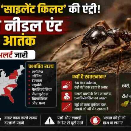 पत्तों और सड़ी लकड़ी में छिपी एशियन नीडल एंट, जो इंसानों के लिए खतरनाक हो सकती है