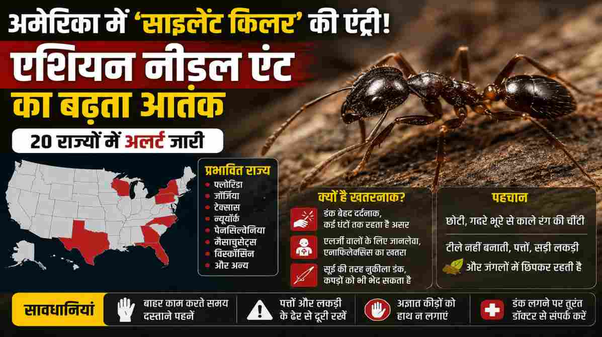 एशियन नीडल एंट का खतरा | अमेरिका में तेजी से फैल रही ‘साइलेंट किलर’ चींटी