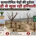 दिल्ली के यमुना खादर में विकास परियोजनाओं के दौरान लगाए गए प्रत्यारोपित पेड़ रखरखाव के अभाव में सूखते हुए दिखाई दे रहे हैं। कई पेड़ पूरी तरह ठूंठ बन चुके हैं।