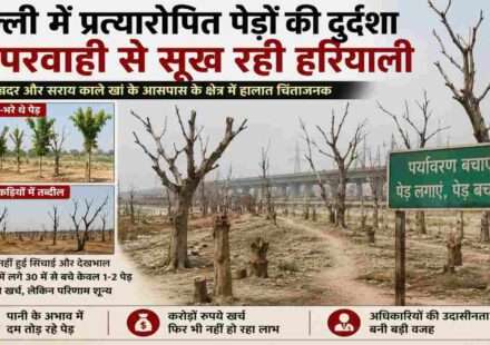 दिल्ली के यमुना खादर में विकास परियोजनाओं के दौरान लगाए गए प्रत्यारोपित पेड़ रखरखाव के अभाव में सूखते हुए दिखाई दे रहे हैं। कई पेड़ पूरी तरह ठूंठ बन चुके हैं।
