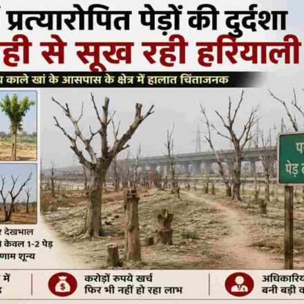 दिल्ली के यमुना खादर में विकास परियोजनाओं के दौरान लगाए गए प्रत्यारोपित पेड़ रखरखाव के अभाव में सूखते हुए दिखाई दे रहे हैं। कई पेड़ पूरी तरह ठूंठ बन चुके हैं।